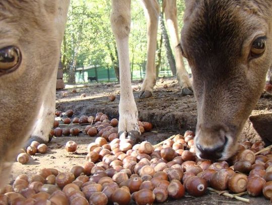 Co wydarzyło się w zoo w 2019 roku?