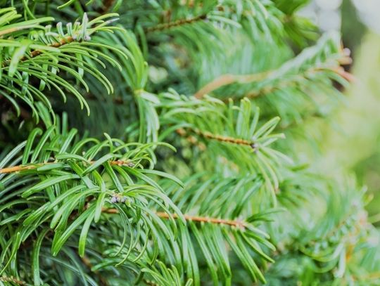 Co zrobić ze świątecznym drzewkiem?