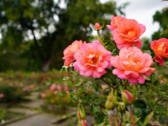 Coraz bliżej do modernizacji Rosarium. Ogród wkrótce odzyska swój dawny blask!