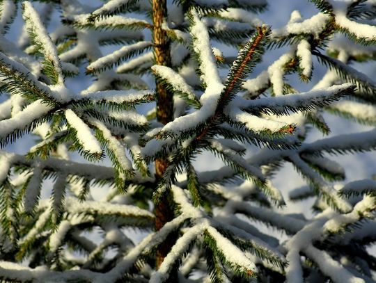 Czas pożegnać się z choinką? Postaw na ekologiczne rozwiązania!