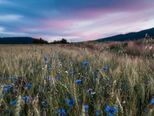 Czy województwo śląskie zmieni nazwę?