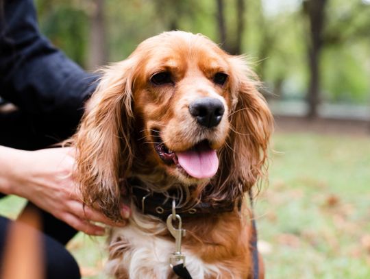 Czy za spacer z psem można dostać mandat?