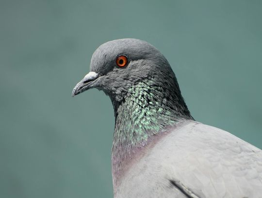 Dlaczego warto wybrać magnez dla gołębi? 5 najważniejszych korzyści