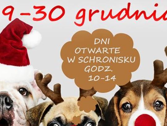Dni otwarte chorzowskiego schroniska