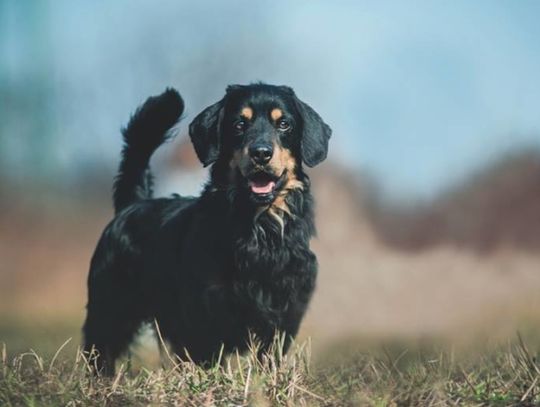 Dni otwarte chorzowskiego schroniska