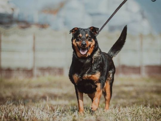 Dni otwarte Schroniska dla Bezdomnych Zwierząt w Chorzowie