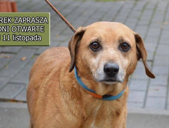 Dni otwarte w chorzowskim schronisku!