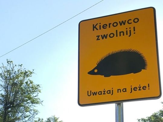 Dokąd nocą tupta jeż?