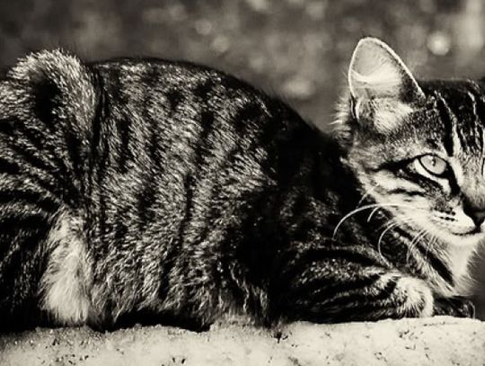 Domki dla bezdomnych kotów