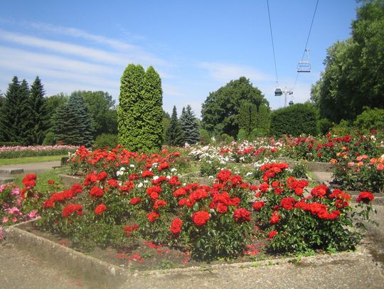 Drugie życie parkowych róż – wyjątkowa akcja Fundacji Park Śląski