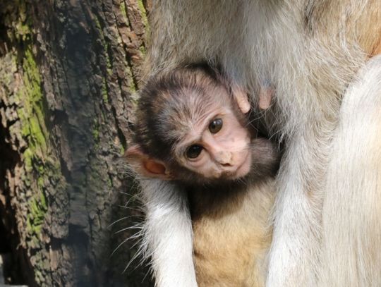Dwa miesiące z życia zoo