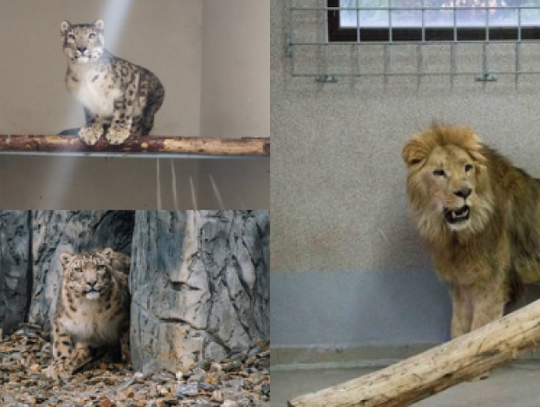 Dwie pantery śnieżne i król dżungli to nowi mieszkańcy chorzowskiego ZOO