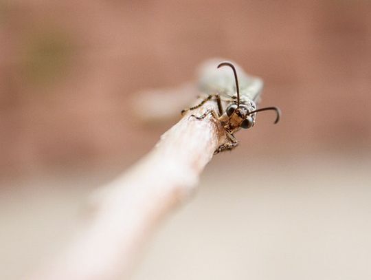 DZ: Plaga owadów nad Chorzowem? To najprawdopodobniej latające mrówki w okresie godowym