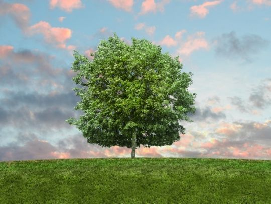 Dzień bez torby foliowej