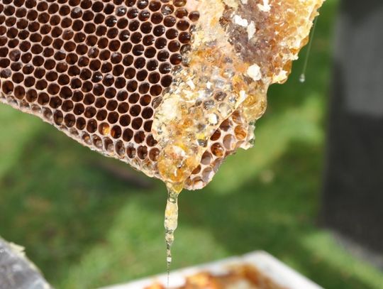 Dzień Miodu w skansenie