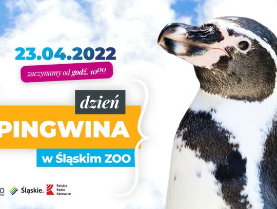 Dzień Pingwina w śląskim zoo