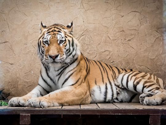Dzień Tygrysa w śląskim zoo. Znamy już program "kociej imprezy"!
