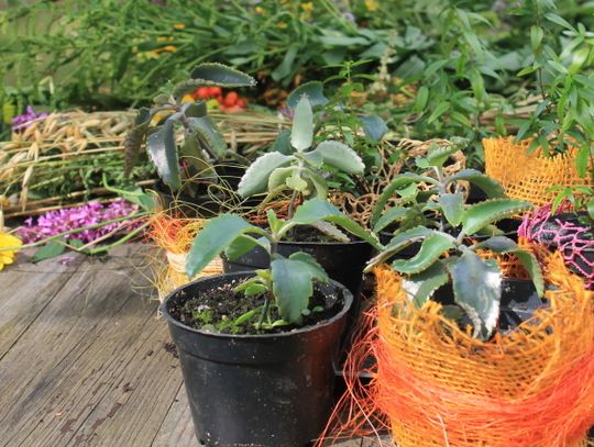 Dzień ziół w skansenie