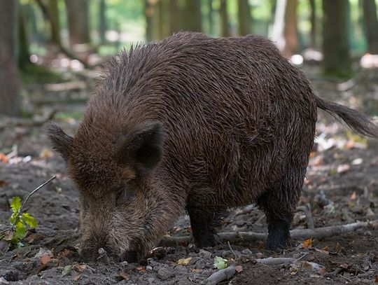 ESKA: Masowy protest przeciwko rzezi dzików! Buntują się nawet myśliwi