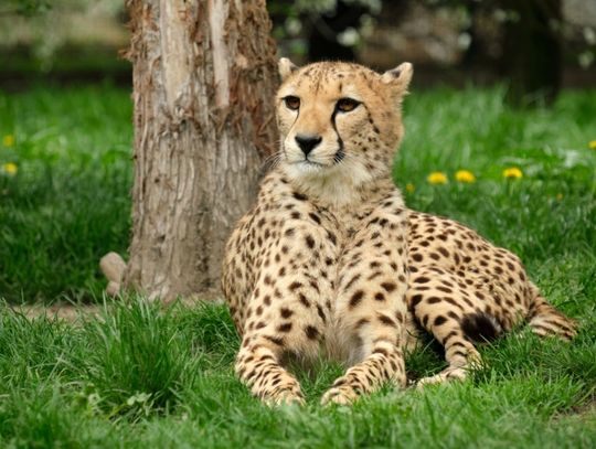 Gepardy urodzone w śląskim zoo wyruszyły w świat