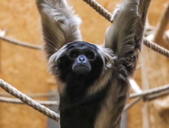 Gibonów lato na wyspie
