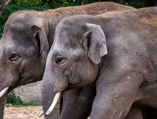 Grozi im wyginięcie, bo są zbyt piękne