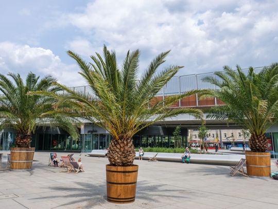 Hilda, Truda i Bercik