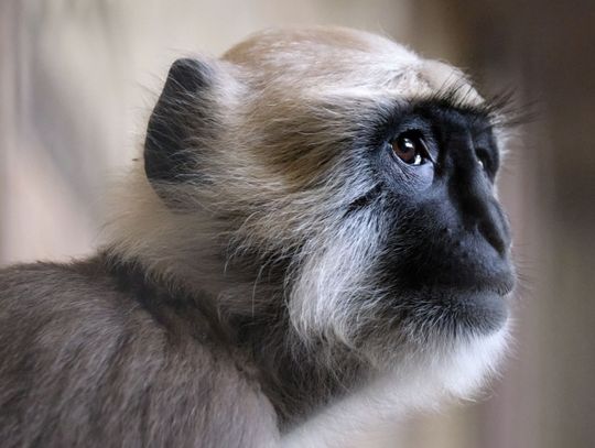 Hulmany zamieszkały w śląskim zoo