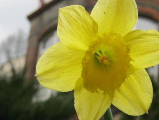 Inauguracja XI Chorzowskiej Kampanii Pola Nadziei