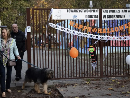 Iskrzy między chorzowskimi organizacjami prozwierzęcymi