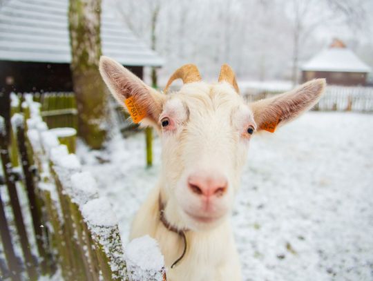 Jeden z ulubionych etnospacerów powraca do Skansenu!