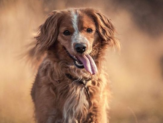 Kalendarze dla schroniska