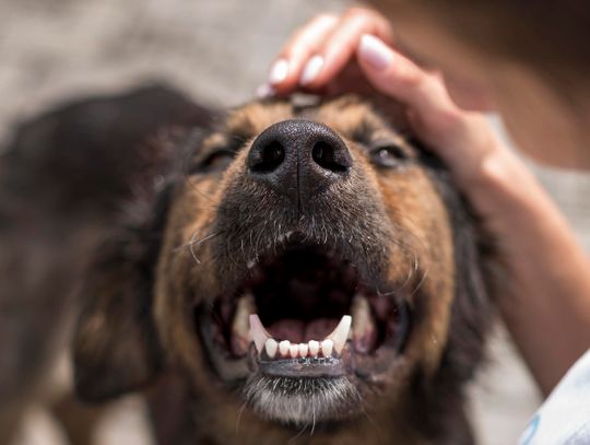 Karma wraca, czyli pomóżmy zwierzakom na święta!