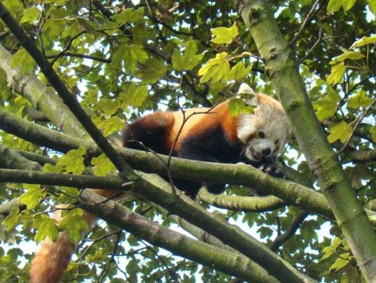 Karmienie Pand Rudych w ZOO