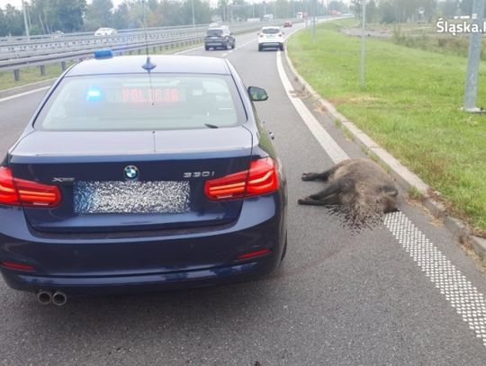 Kierowco! Uważaj na dzikie zwierzęta