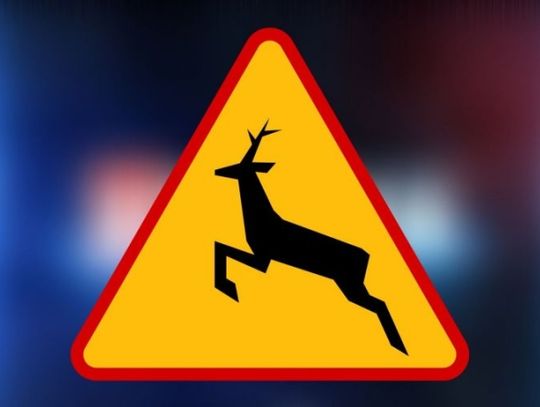 Kierowco - uważaj na dzikie zwierzęta