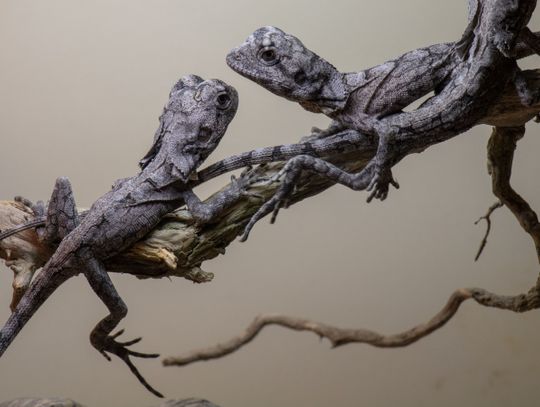 Kolejne młode w śląskim zoo. Zwierzęta te przypominają małe smoki