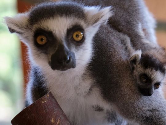 Kolejne narodziny w chorzowskim zoo. Na świat przyszły małe lemury i hirara