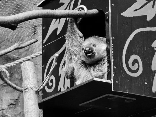 Kolejne pożegnanie w chorzowskim zoo. "Będzie nam jej bardzo brakować"