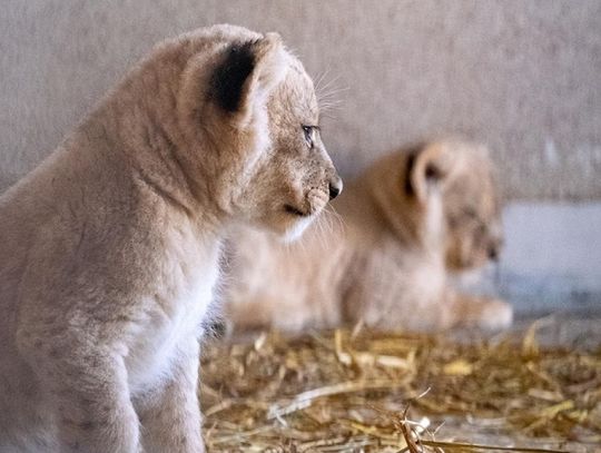 Kolejni nowi mieszkańcy chorzowskiego zoo. Na świat przyszły kocięta lwa angolskiego