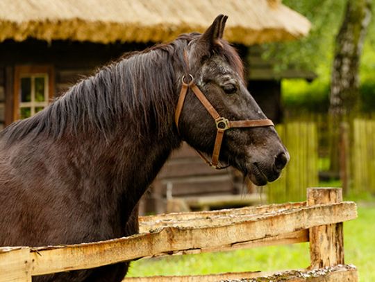 Koń Ignac – najstarszy mieszkaniec skansenu