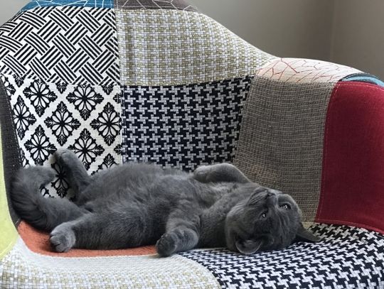 Kot w domu – w co warto się zaopatrzyć?