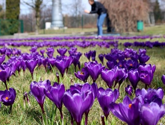 Krokusowa niedziela i Dąb Gerard