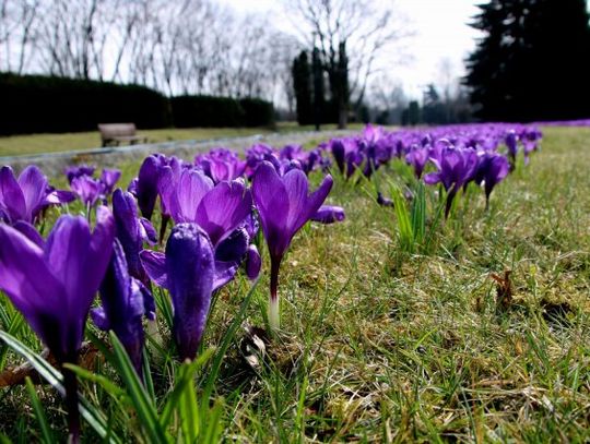 Krokusy w Rosarium Parku Śląskiego [ZDJĘCIA]