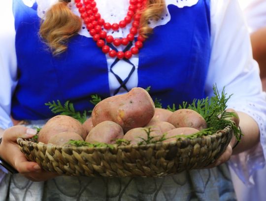Króluje na polskich stołach, a teraz będzie bohaterem w Skansenie. Przed nami Dzień Kartofla!