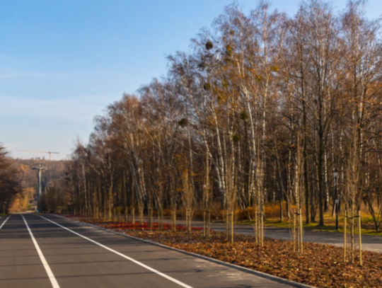 Krzewy, byliny i drzewa ozdobiły aleję Wiązową 