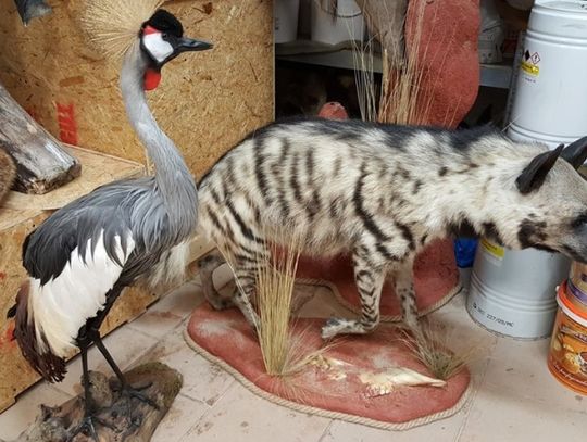 Łapushka  wróci jako eksponat dydaktyczny do ZOO