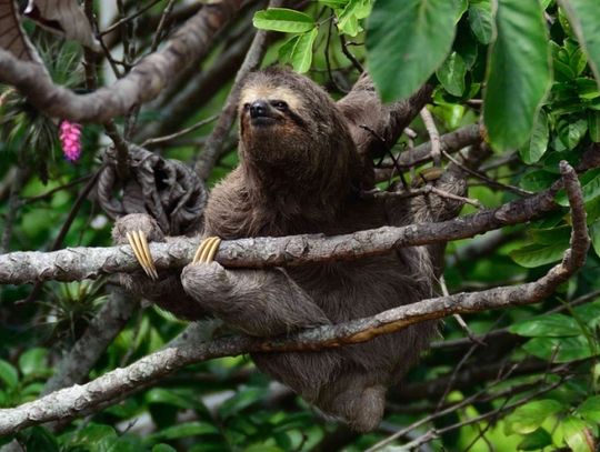 Las deszczowy Ameryki Południowej powstanie w Śląskim ZOO