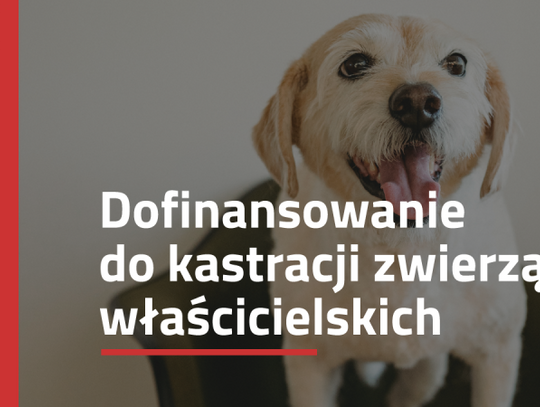 Miasto Chorzów oferuje dofinansowanie do zabiegów zwierząt. Niebawem rusza nabór wniosków!