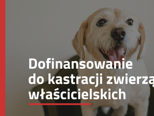 Miasto Chorzów oferuje dofinansowanie do zabiegów zwierząt. Właśnie ruszył nabór wniosków!